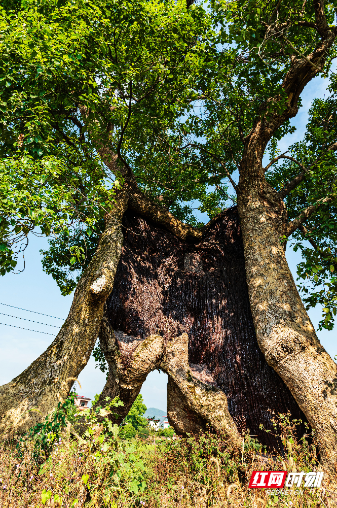 永州东安"千年古樟"树干仅存树皮 堪称"树坚强"