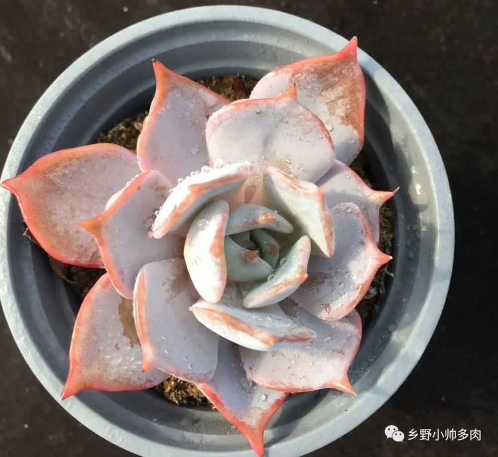 棚里上新一批新品多肉，好的品种让人忍不住想入手，一起欣赏_腾讯新闻