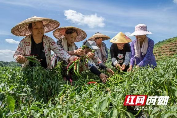 托起稳稳的幸福——泸溪县采取切实措施促脱贫群众持续增收