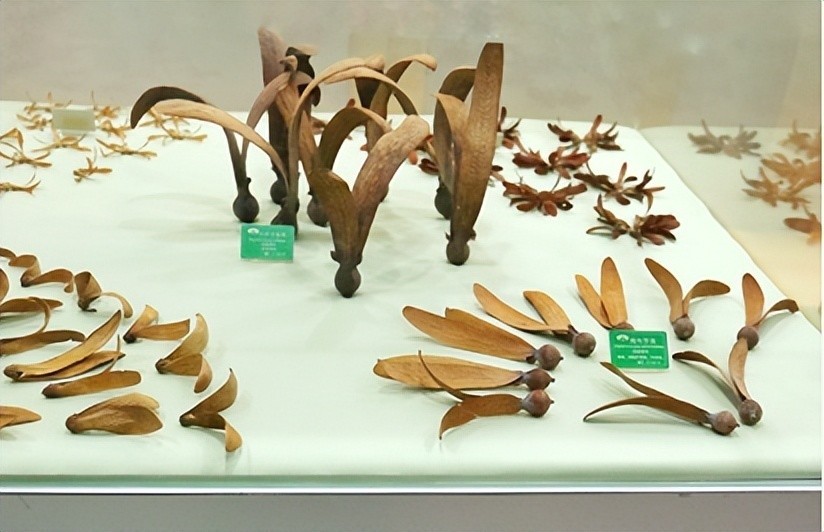 多种龙脑香科植物翅果(图片来源:作者提供)水传播:随波逐流相较于借助