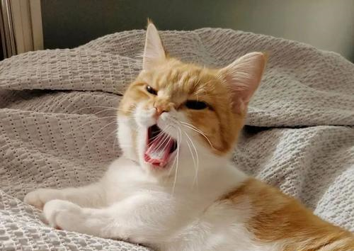 警惕你家猫张嘴呼吸别再把张嘴呼吸当作卖萌了