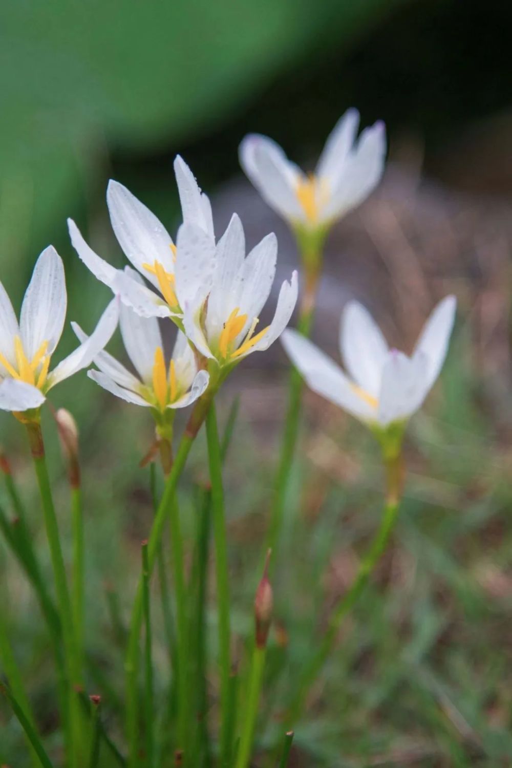 杜應華蔥蓮