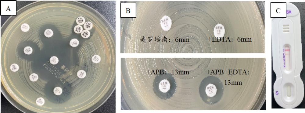 肺炎桿菌（KPC）