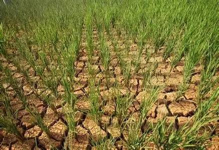 温州气象干旱指数达"重旱—特旱"