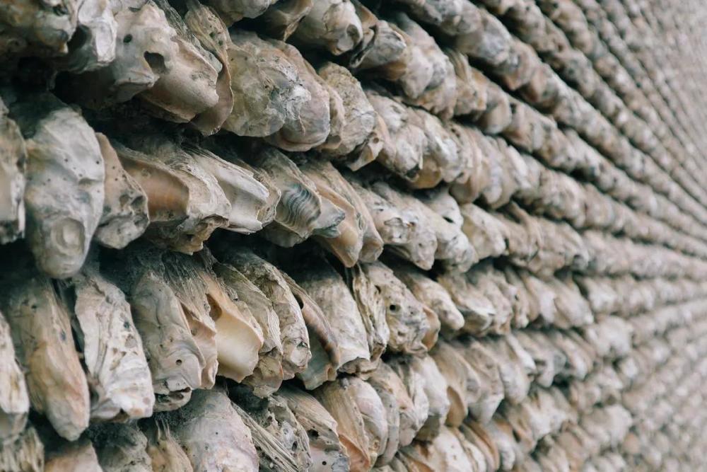 长期大量收购牡蛎壳图片