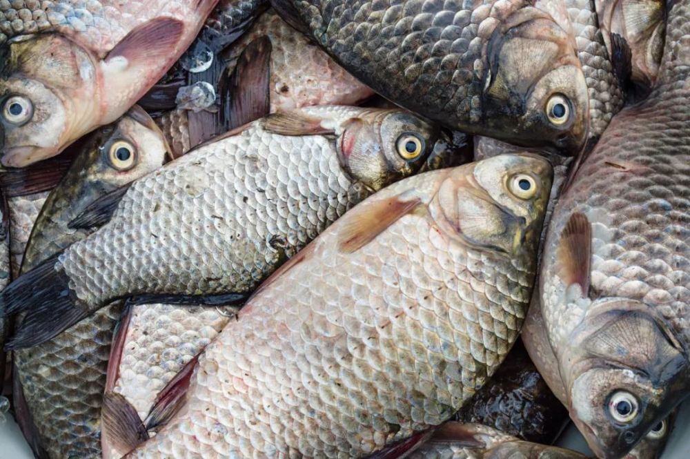 知道了这些事 鱼吃起来就更香了 腾讯新闻