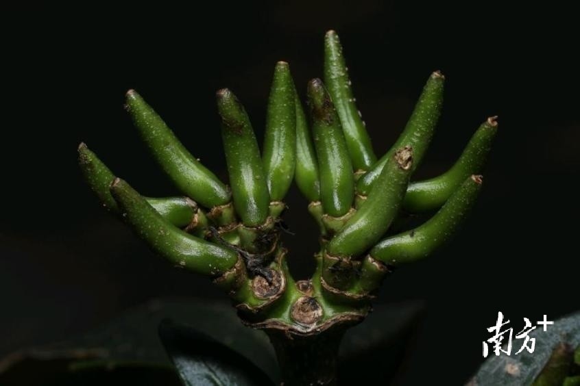 又发现植物新种,被命名为"石门台半蒴苣苔"_腾讯新闻