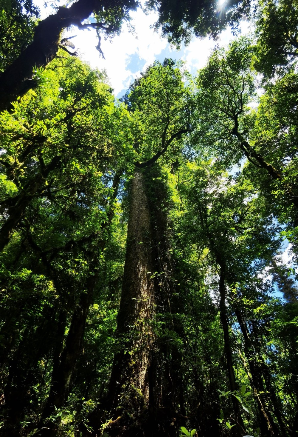 834米中国第一高树云南黄果冷杉完成测量巨树等身照发布