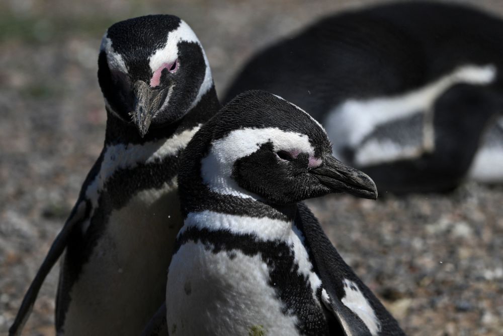 阿根廷通博角的麦哲伦企鹅
