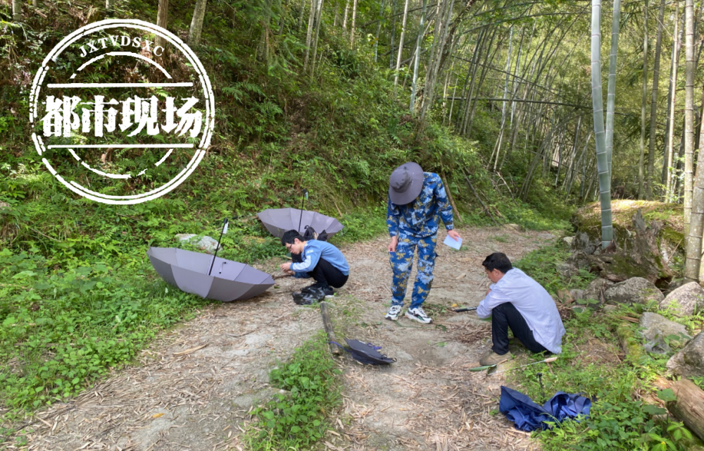 我国首次发现！江西井冈山发现伊班蛛新种，命名为“赣伊班蛛”_腾讯新闻