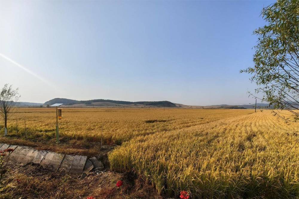 磐石市吉昌镇:稻米丰收在即_腾讯新闻