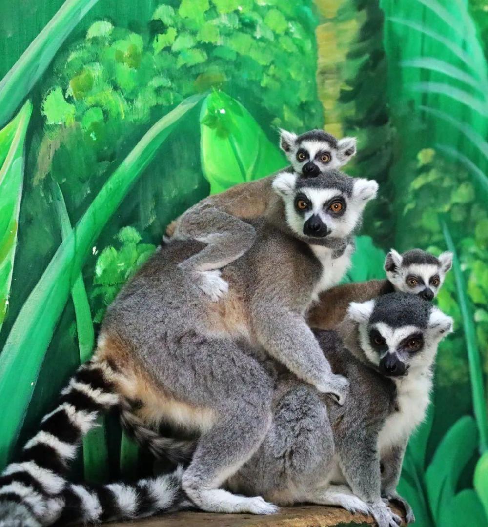 高清图集探访萌宠秦岭野生动物园里的环尾狐猴