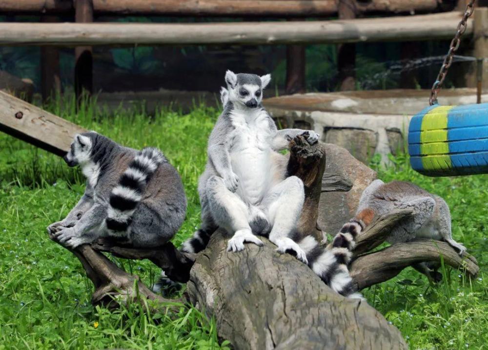 高清图集探访萌宠秦岭野生动物园里的环尾狐猴