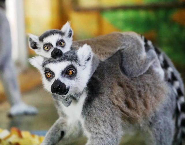 【高清图集】探访萌宠 秦岭野生动物园里的环尾狐猴