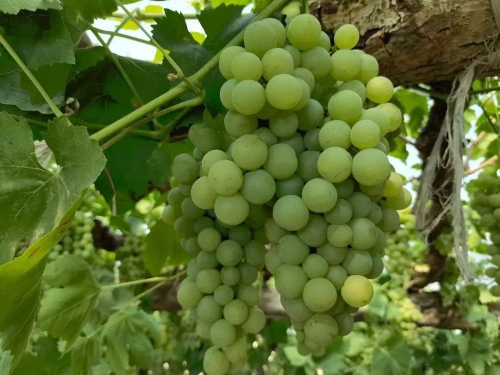 爱心助农丨吴忠23万斤大青葡萄急寻买家