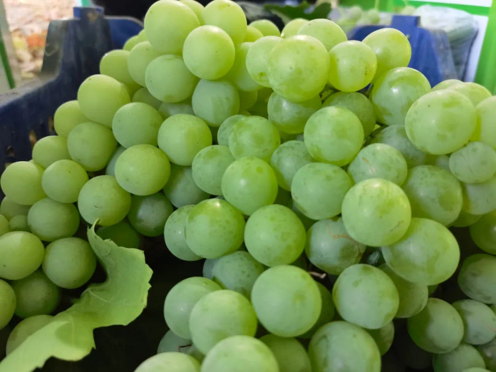 爱心助农丨吴忠23万斤大青葡萄急寻买家