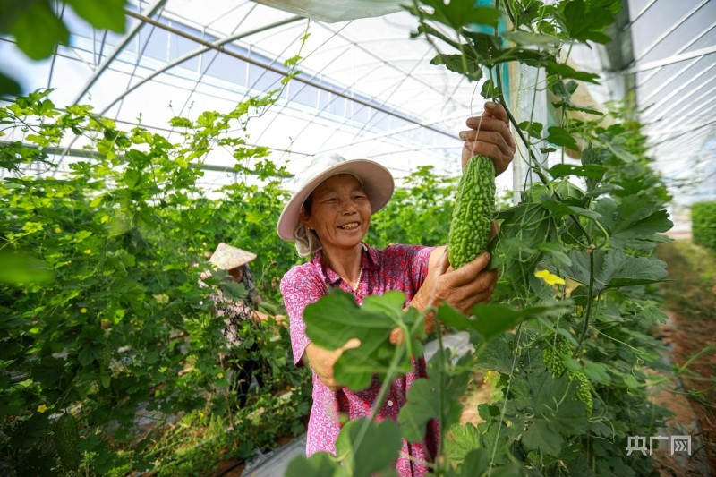 走縣域看發展苦瓜豐收帶來甜日子