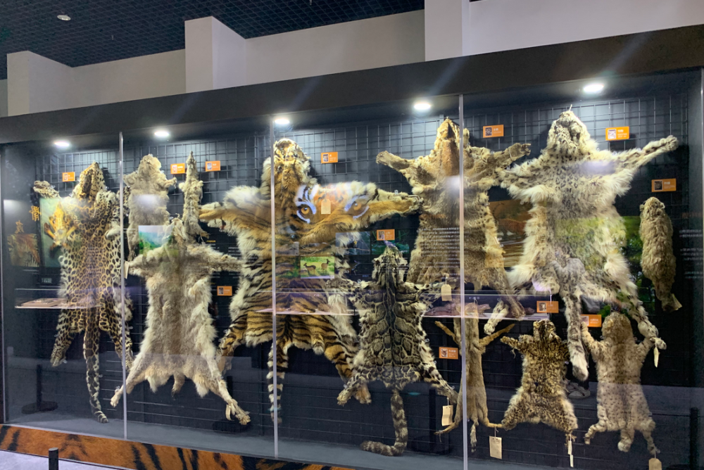 丛林猫,荒漠猫,亚洲野猫和渔猫我国分布的12种野生猫科动物皮张标本