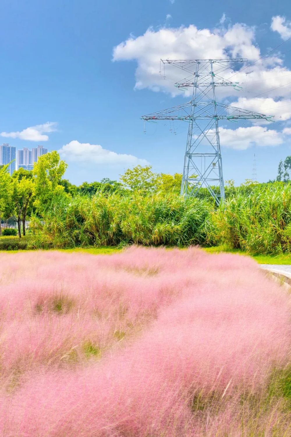 佛山花海免费景点图片