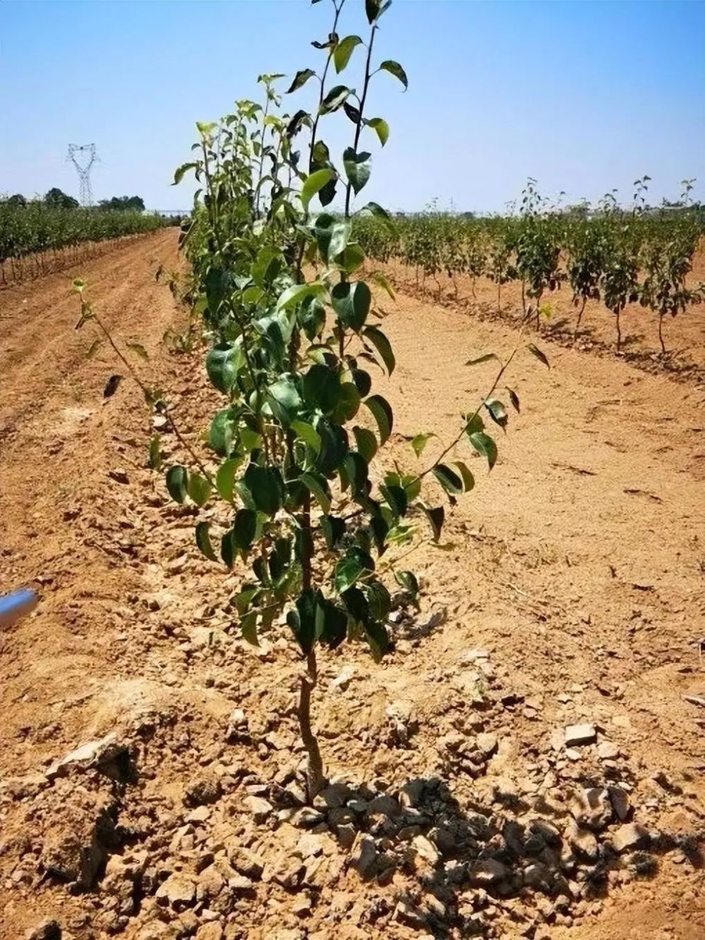 改良土壤有助于梨树生长_腾讯新闻