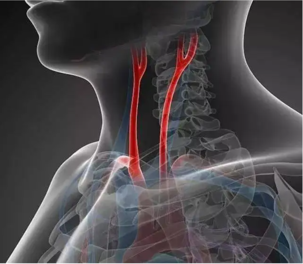 颈动脉在脖子位置图片图片
