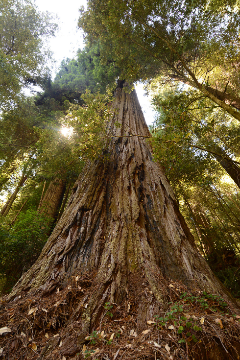 哪些树可以称之为"巨树"