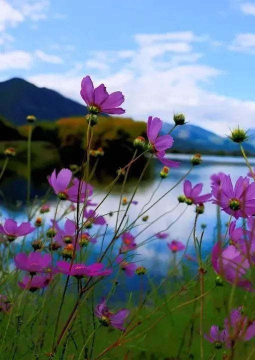 文笔海畔,格桑花开!