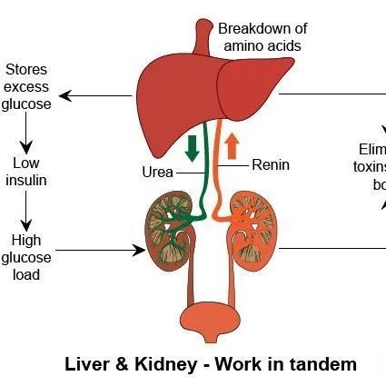 肝硬化严重并发症——肝肾综合征的规范化诊疗