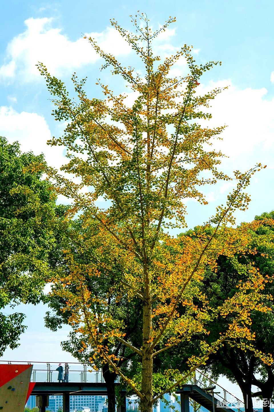 徐汇滨江银杏叶开始变黄黄绿交织别有韵味晨镜头
