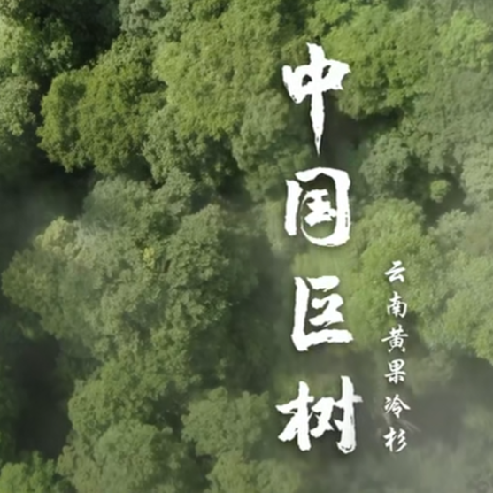 中国巨树高清等身照震撼亮相_腾讯新闻