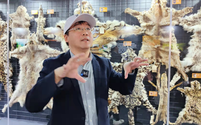 国家动物博物馆副馆长张劲硕为观众现场讲解展出的12种本土野生猫科