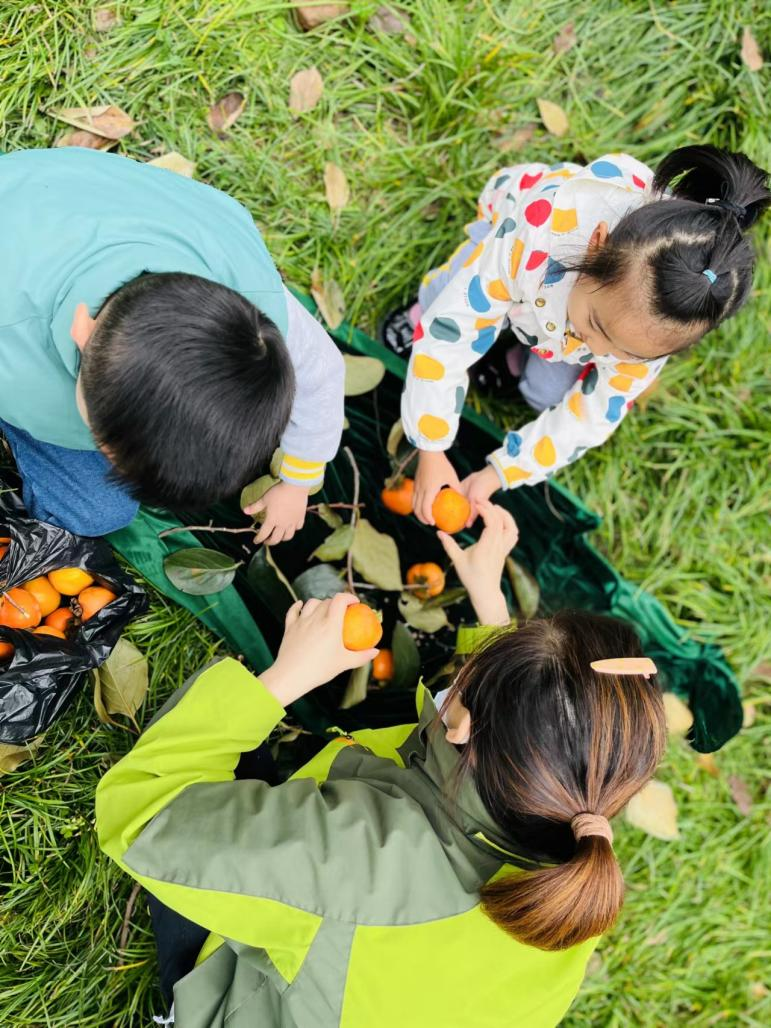 "柿"情画意秋收忙——西京学院幼儿园柿子采摘活动_腾讯新闻