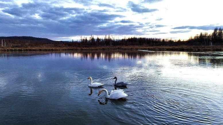 天鹅携家眷再次打卡图里河