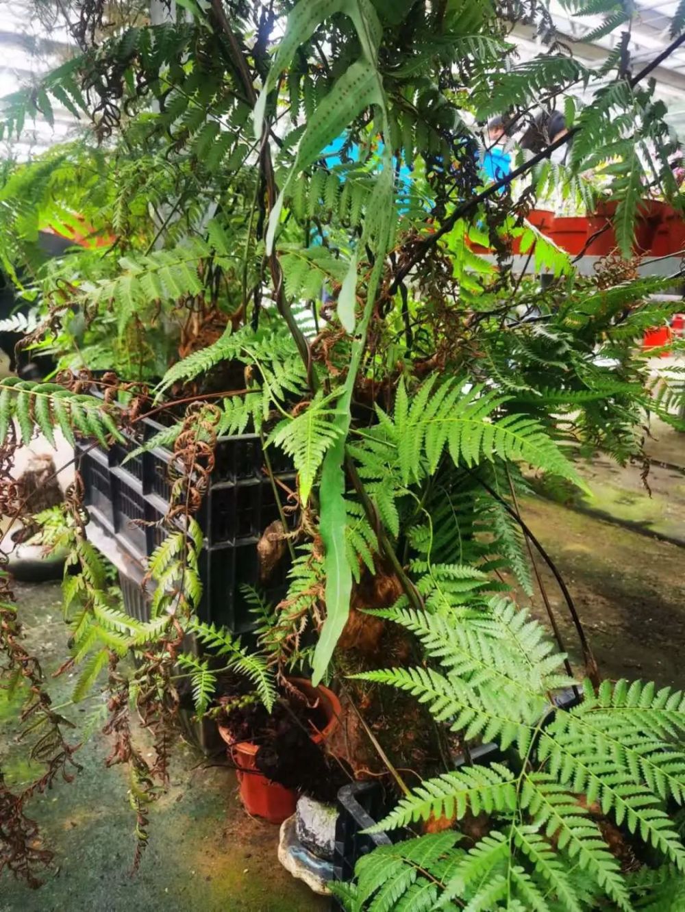 结束沪漂网红植物金毛狗蕨将重回大山的怀抱