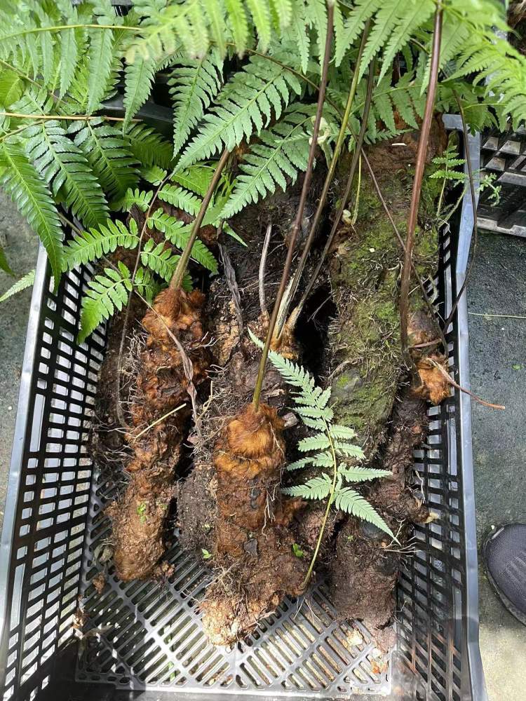 在沪得到精心照料一年后重获生机国家二级保护野生植物金毛狗蕨近期将