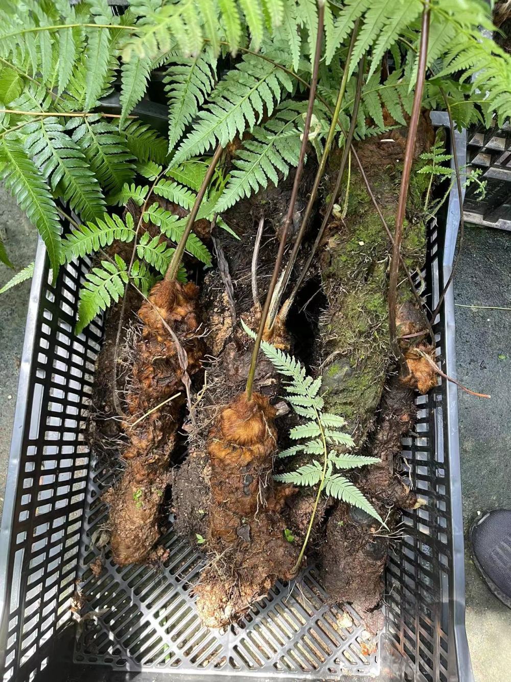 "沪漂"一年后,国家二级保护野生植物金毛狗蕨将启程回家_腾讯新闻