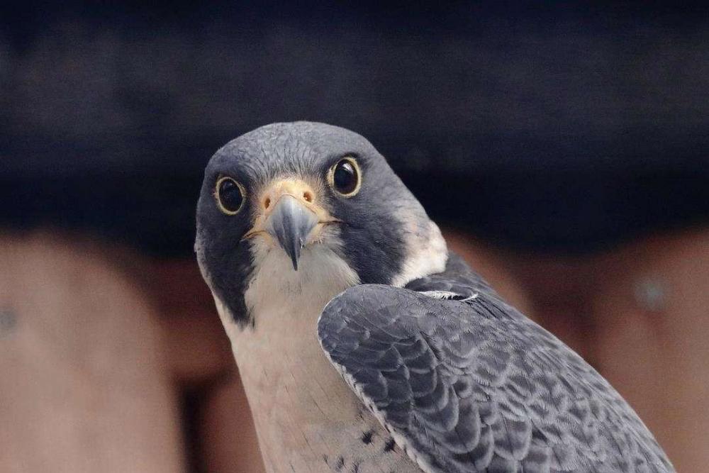 陕西出现鸽虎性情凶猛敢战金雕血肉之躯却能和高铁比速度