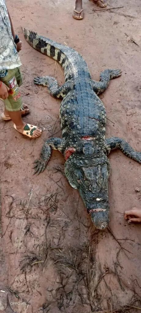 外出被鳄鱼咬伤,男子愤怒之下将鳄鱼活活打死,并带回村里