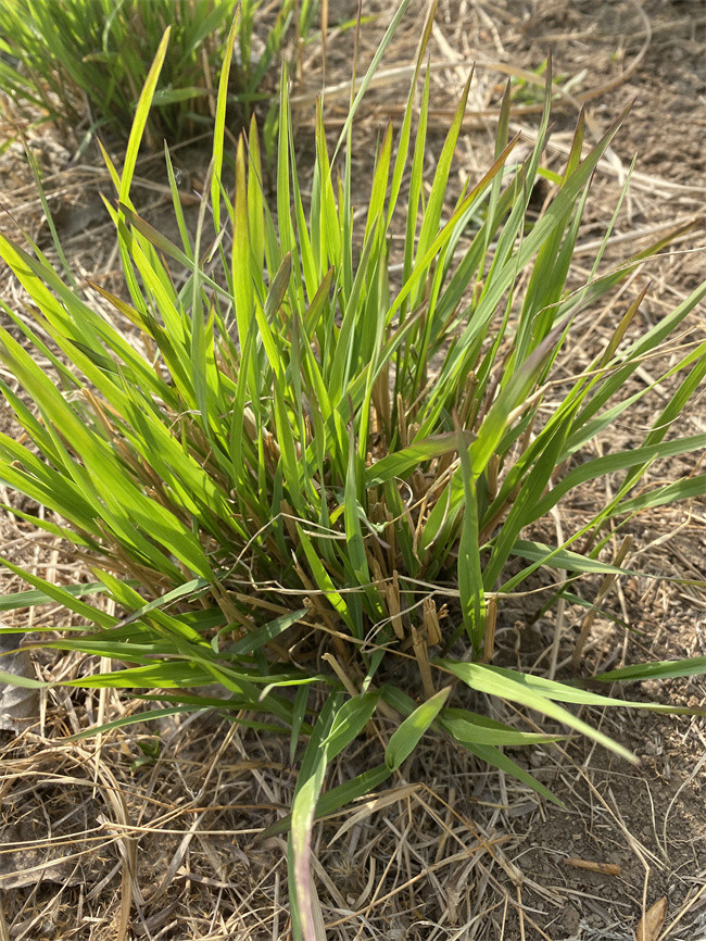 纤序芒地栽苗北京大兴基地实拍