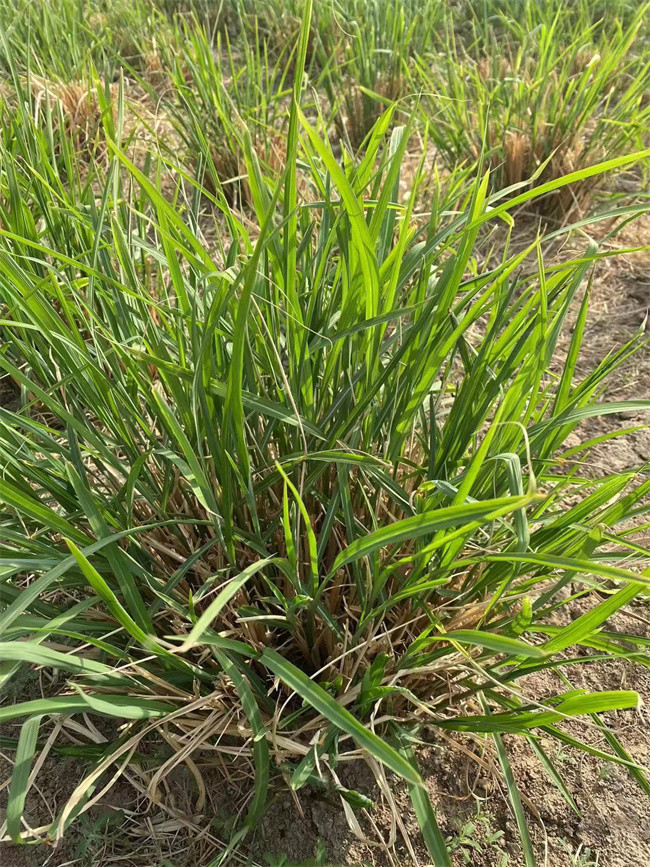 纤序芒裸根苗种植都有哪些优点