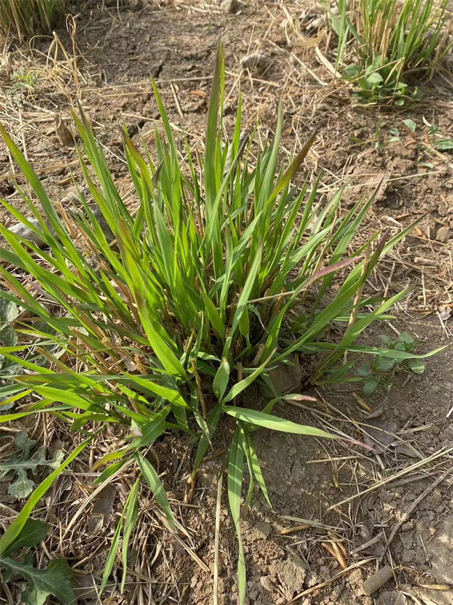 纤序芒裸根苗种植都有哪些优点