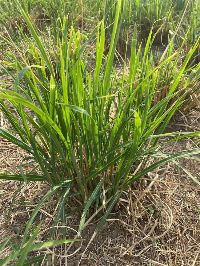 纤序芒裸根苗种植都有哪些优点