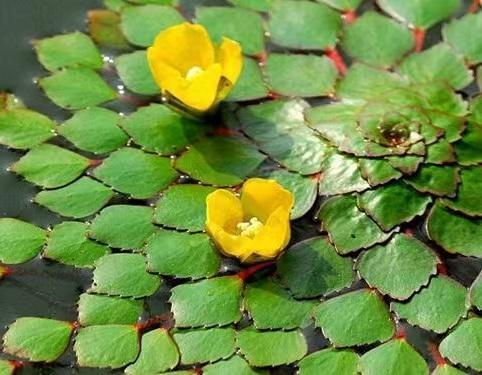 为什么我国古典文学作品中,菱花镜为女孩子用镜代称,且有着爱情的含义