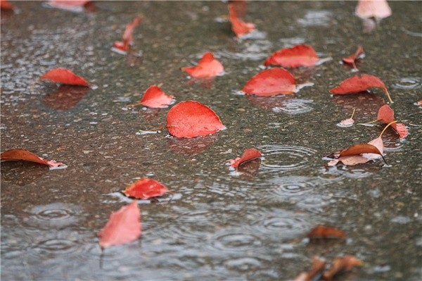 宿迁:秋风秋雨秋意浓
