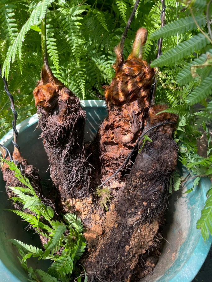 重點保護野生植物中觀賞價值高的植物最易受到不法侵害,除了金毛狗蕨