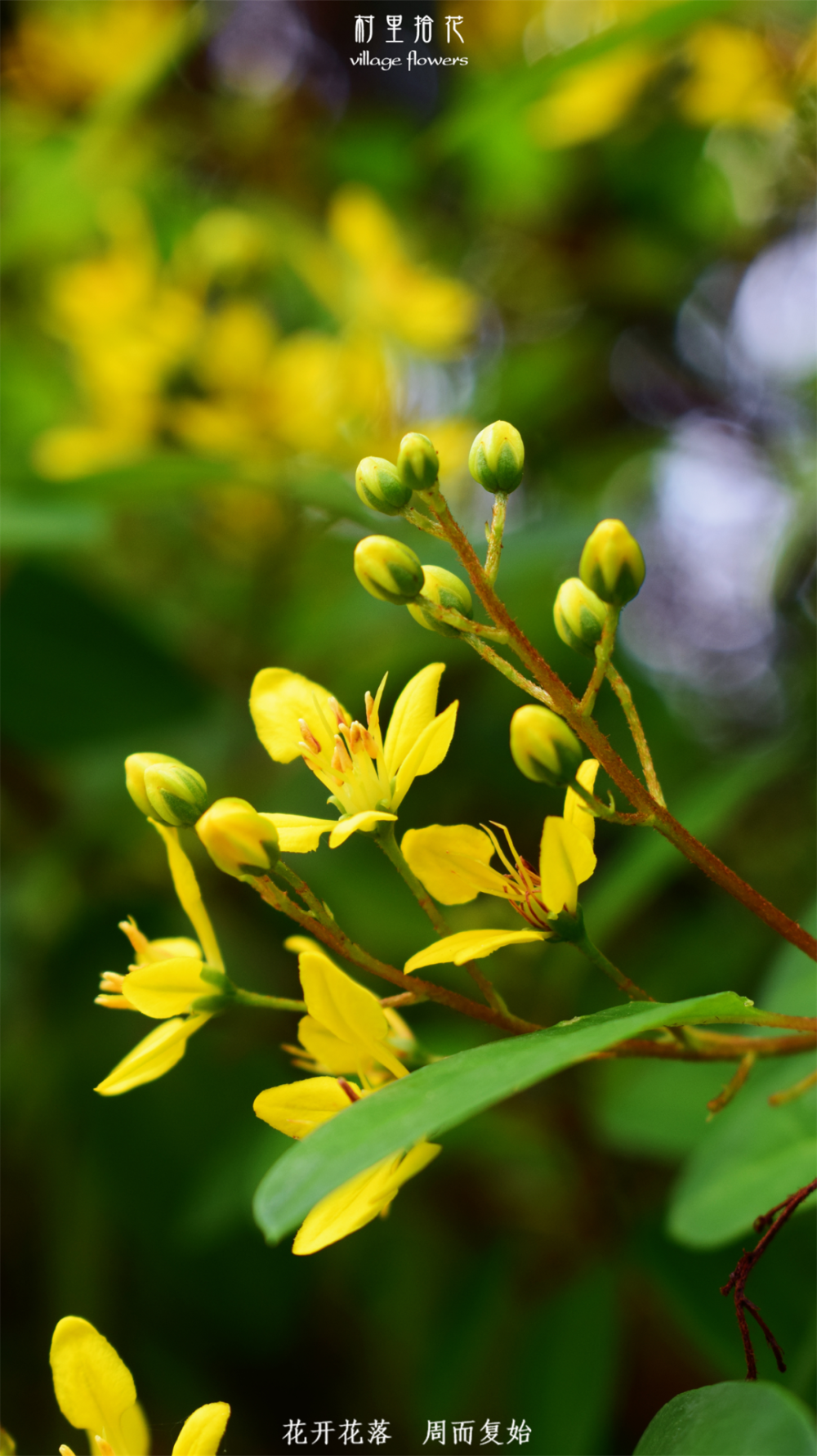 顾名思义,"金英"指的是"金黄色的花",但开金黄色花朵的植物更是数都
