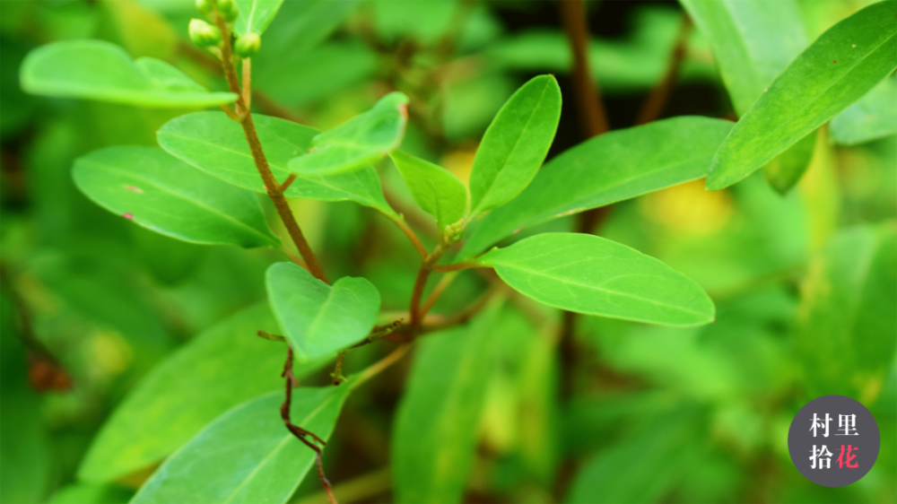 金英花如其名但还是感到压力吧