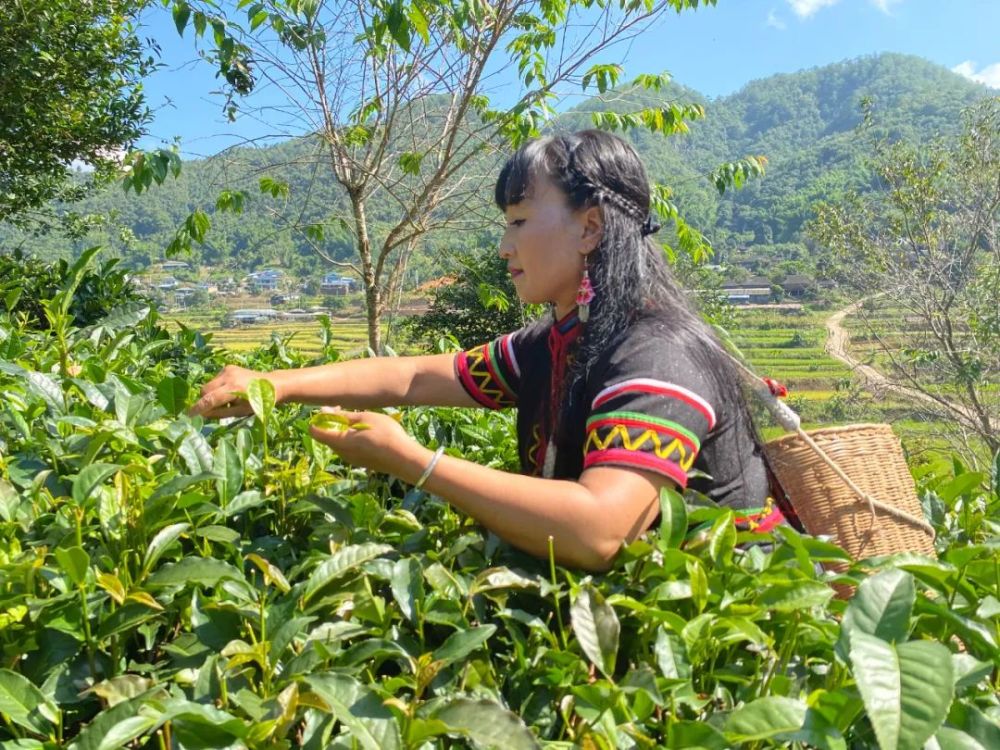 李娜倮在采摘茶叶 摄影_杨景皓"快乐拉祜"品牌越打越响,慕名而来的