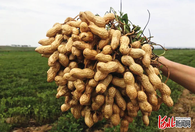 丰收季,主播带您探访滦州"小花生"如何变身"金豆豆"