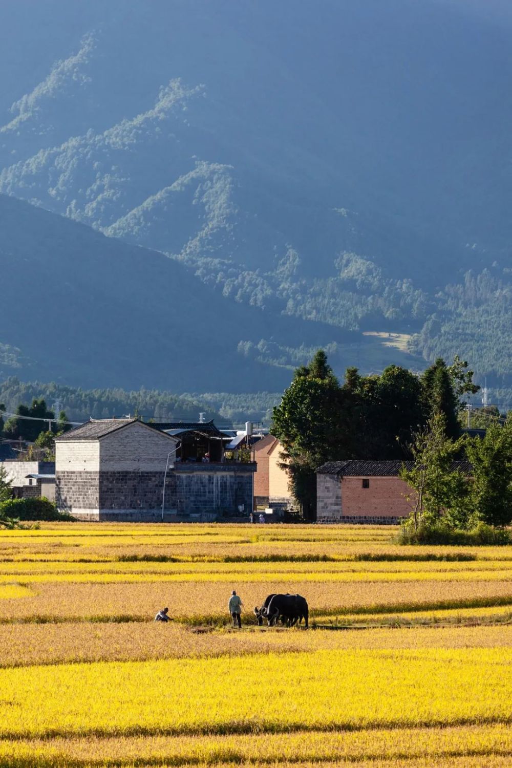 最美献礼这份丰收图景请查收